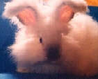 Angora Rabbit Spinning Fiber for Hand Spinning